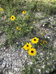 Coreopsis leavenworthii