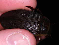 Dytiscus circumcinctus