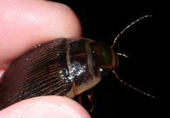 Dytiscus circumcinctus