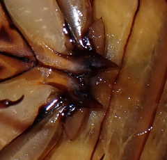 Dytiscus circumcinctus