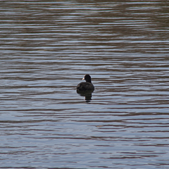 Fulica atra