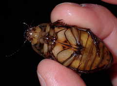 Dytiscus circumcinctus