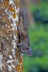 Callosciurus pygerythrus