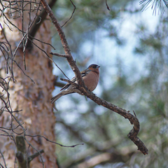 Fringilla coelebs