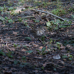 Turdus philomelos