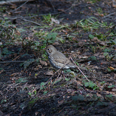 Turdus philomelos