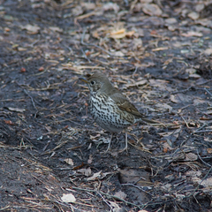 Turdus philomelos