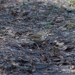 Turdus philomelos