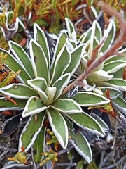 Celmisia hieraciifolia