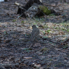Turdus philomelos