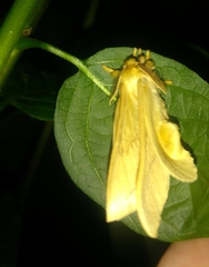 Lepidoptera