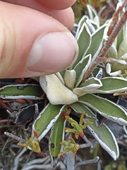 Celmisia hieraciifolia