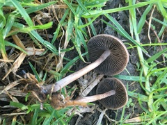 Panaeolus cinctulus