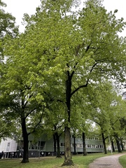 Tilia