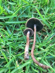 Panaeolus cinctulus