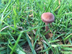 Panaeolus cinctulus