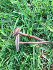 Panaeolus cinctulus