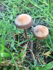 Panaeolus cinctulus