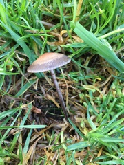 Panaeolus cinctulus