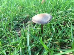 Panaeolus cinctulus