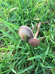 Panaeolus cinctulus