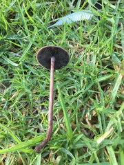 Panaeolus cinctulus