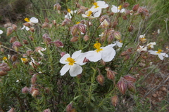 Helianthemum viscarium