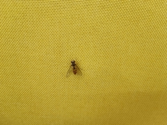 Episyrphus balteatus