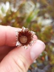 Celmisia hieraciifolia