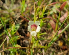 Centranthera tranquebarica