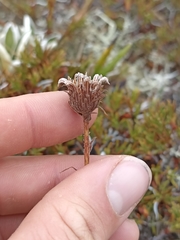 Celmisia hieraciifolia