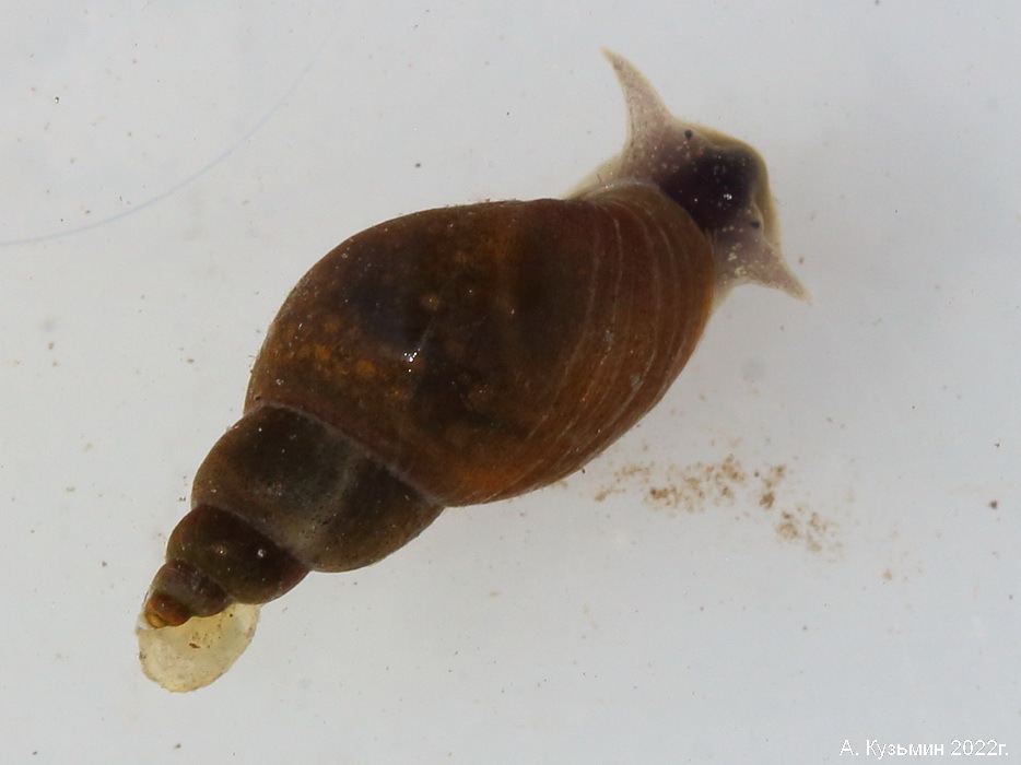 Обыкновенный Прудовик (Lymnaea stagnalis)