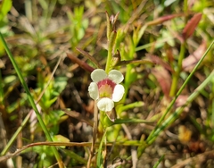 Centranthera tranquebarica