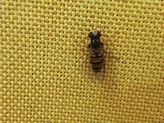 Episyrphus balteatus