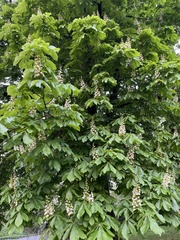 Aesculus hippocastanum