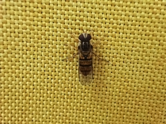 Episyrphus balteatus
