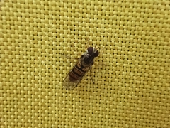 Episyrphus balteatus