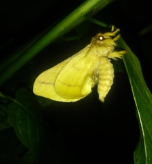 Lepidoptera