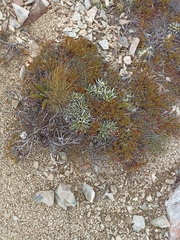 Celmisia hieraciifolia