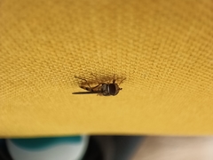 Episyrphus balteatus