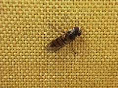 Episyrphus balteatus