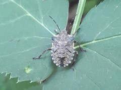 Pentatoma rufipes