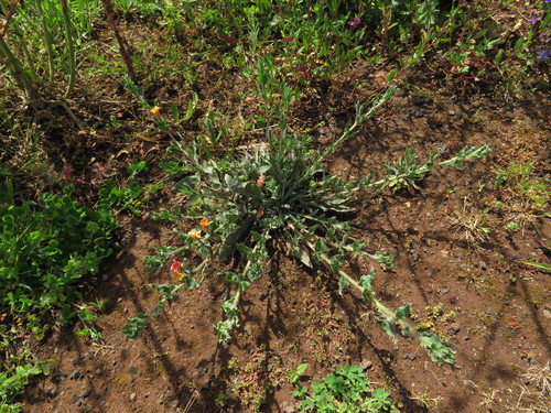Oenothera indecora image