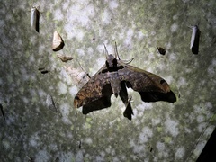 Adhemarius sexoculata