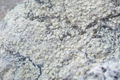 Lecanora polytropa