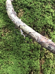 Trichonephila clavipes image