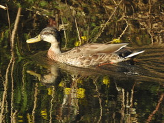 Anas platyrhynchos × zonorhyncha