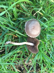 Panaeolus foenisecii