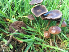 Panaeolus