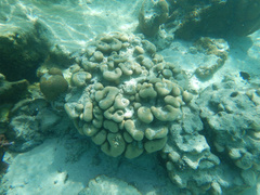 Goniastrea stelligera